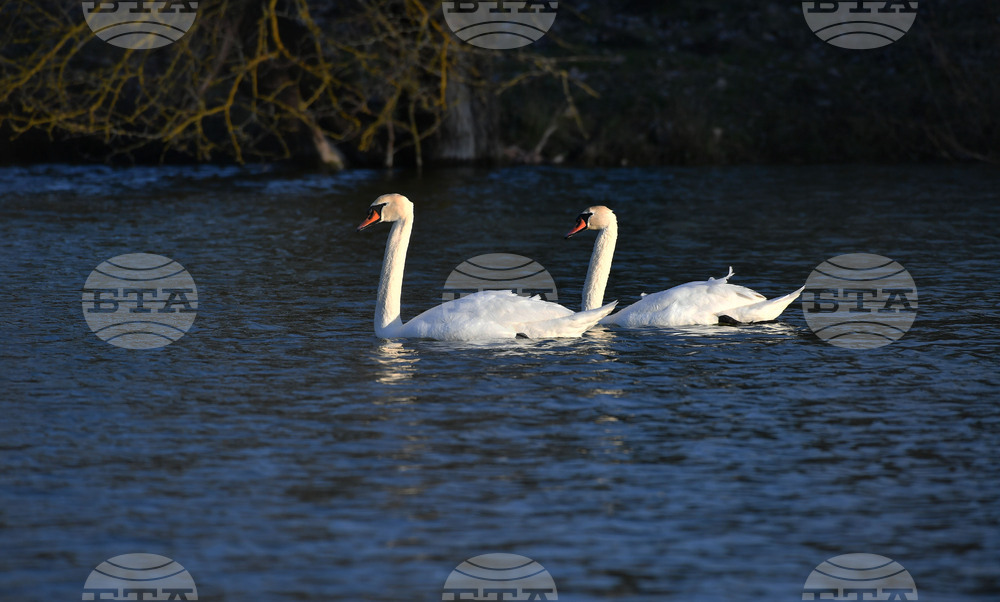 Село Божурово - лебеди