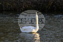 Село Божурово - лебеди