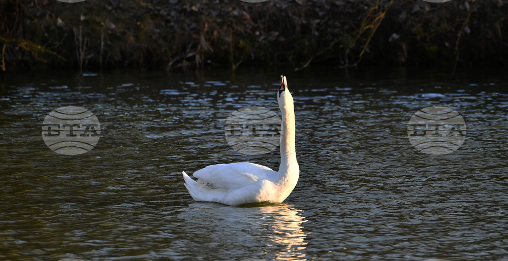 Село Божурово - лебеди