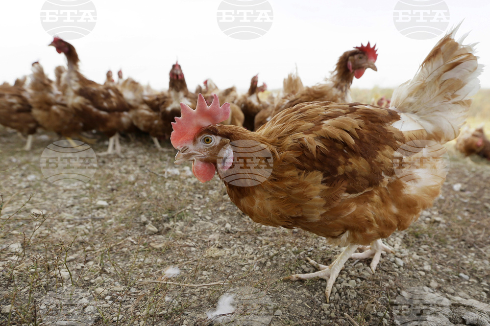 Two More Hotspots of Avian Flu Confirmed in Pleven Region