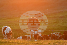 Село Горичево - паша - домашни животни