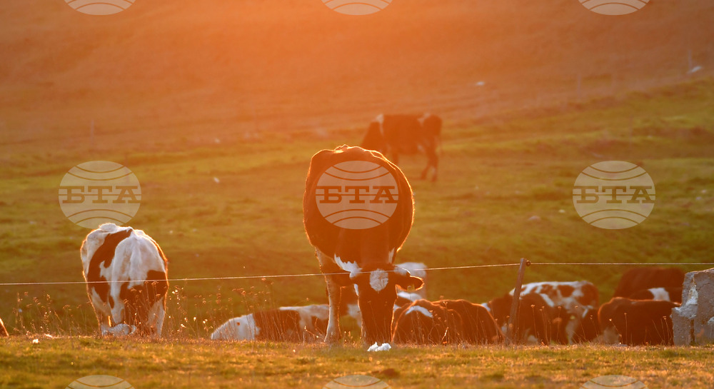 Село Горичево - паша - домашни животни