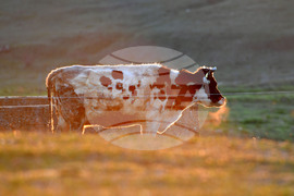 Село Горичево - паша - домашни животни