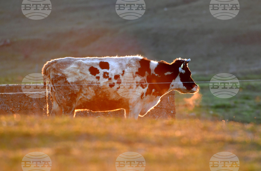 Село Горичево - паша - домашни животни