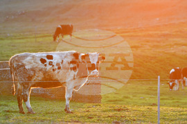 Село Горичево - паша - домашни животни