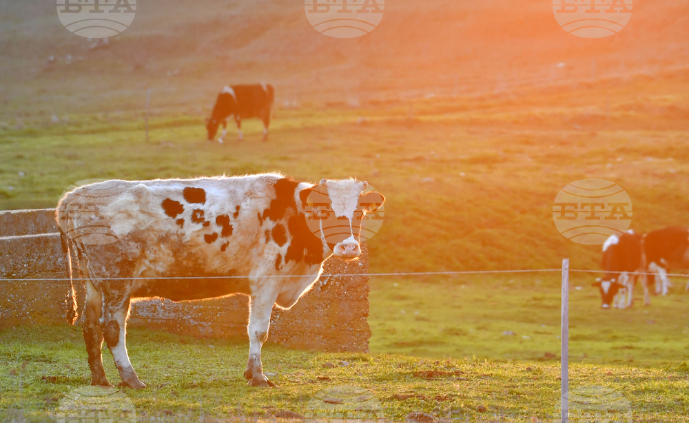 Село Горичево - паша - домашни животни