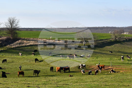 Село Горичево - паша - домашни животни