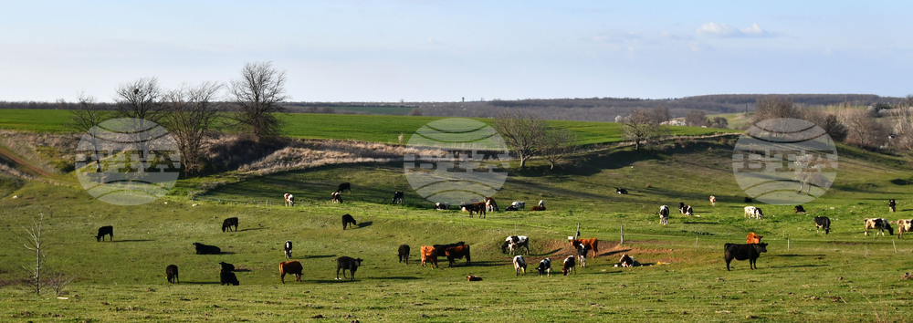Село Горичево - паша - домашни животни