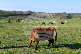 Село Горичево - паша - домашни животни