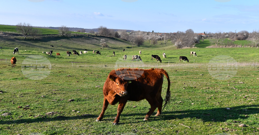 Село Горичево - паша - домашни животни