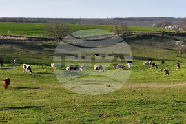 Село Горичево - паша - домашни животни