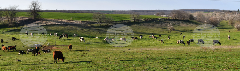 Село Горичево - паша - домашни животни