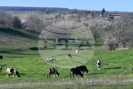 Село Горичево - паша - домашни животни