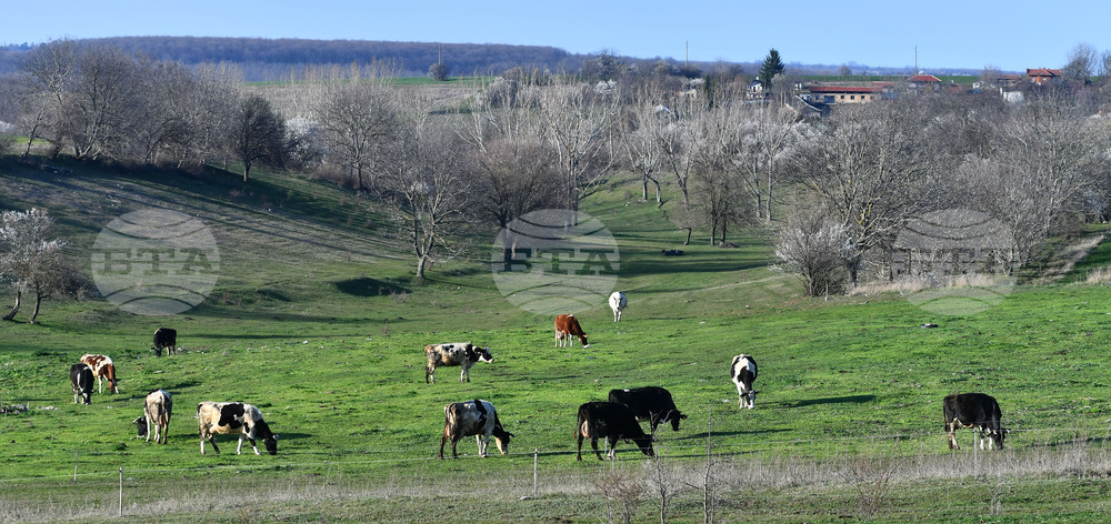 Село Горичево - паша - домашни животни