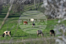 Село Горичево - паша - домашни животни