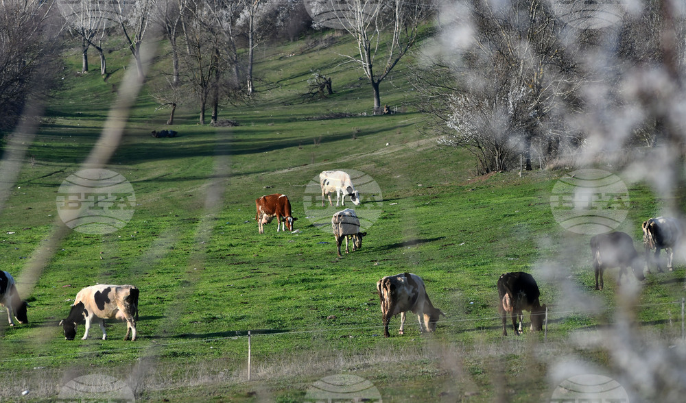 Село Горичево - паша - домашни животни