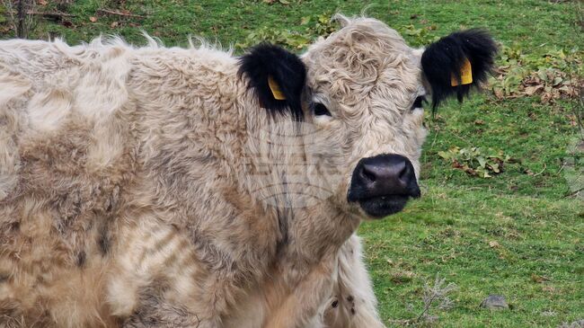 Франция премахва повечето ограничения за движение на добитък в навечерието на селскостопанското изложение в Париж