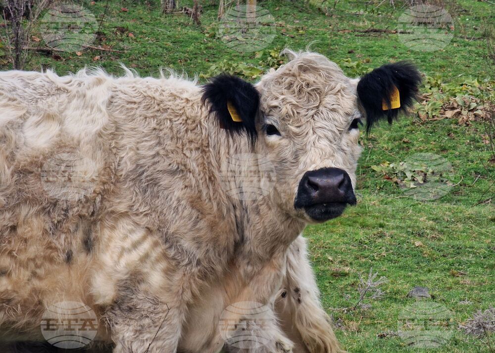 Illegal Slaughterhouses Discovered on Two Private Properties in SW Bulgaria