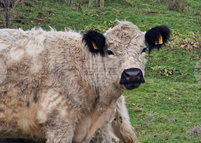Франция премахва повечето ограничения за движение на добитък в навечерието на селскостопанското изложение в Париж