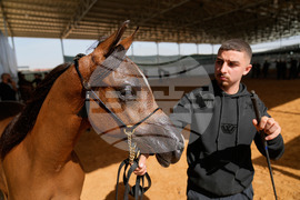 Israel Palestinians Arabian Horses