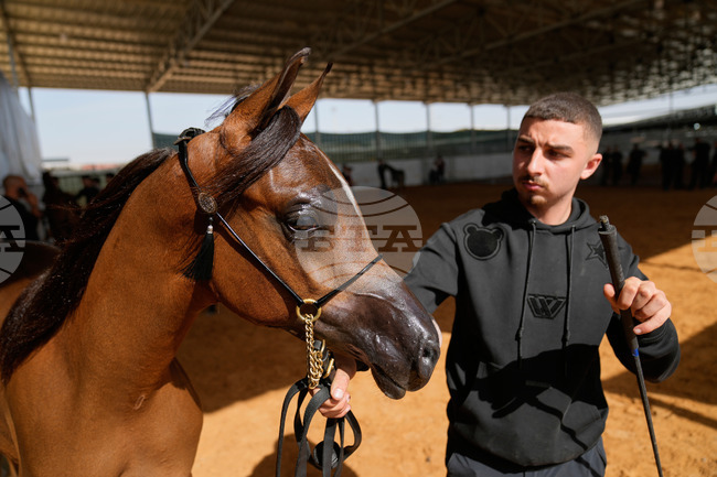 Israel Palestinians Arabian Horses