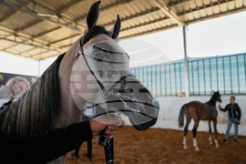 Israel Palestinians Arabian Horses