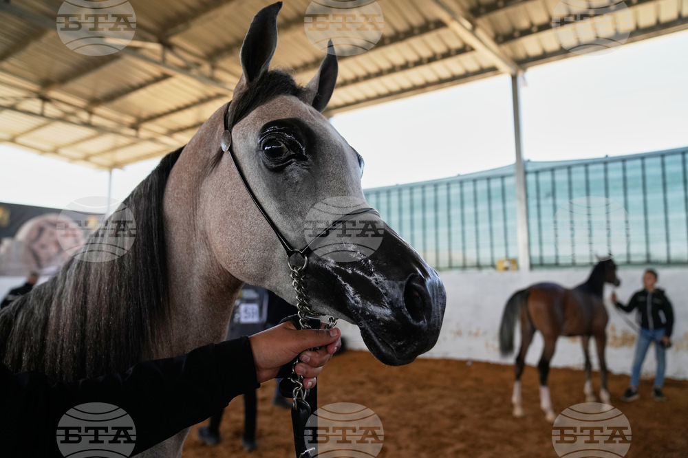 Israel Palestinians Arabian Horses