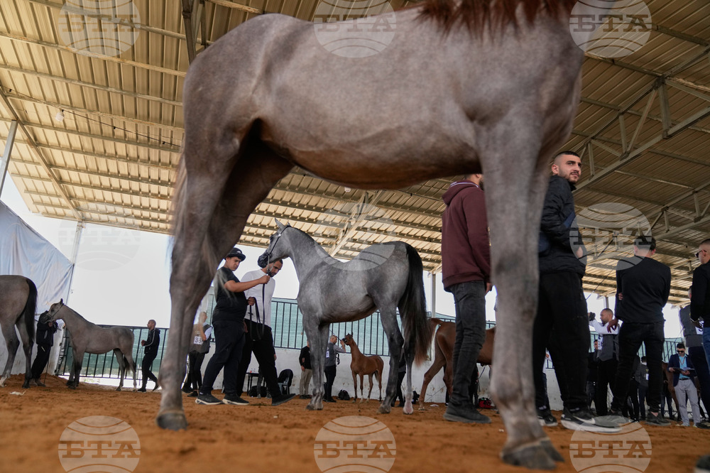 Israel Palestinians Arabian Horses