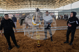 Israel Palestinians Arabian Horses