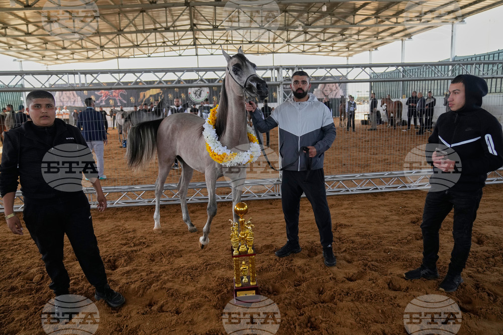 Israel Palestinians Arabian Horses