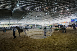 Israel Palestinians Arabian Horses