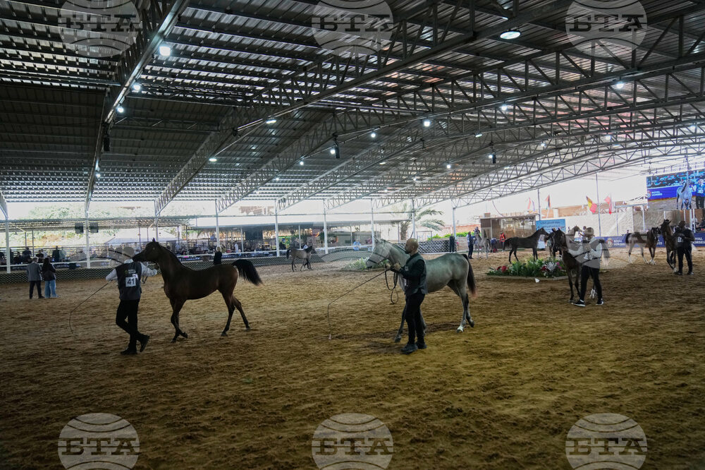 Israel Palestinians Arabian Horses
