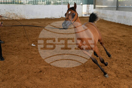Israel Palestinians Arabian Horses