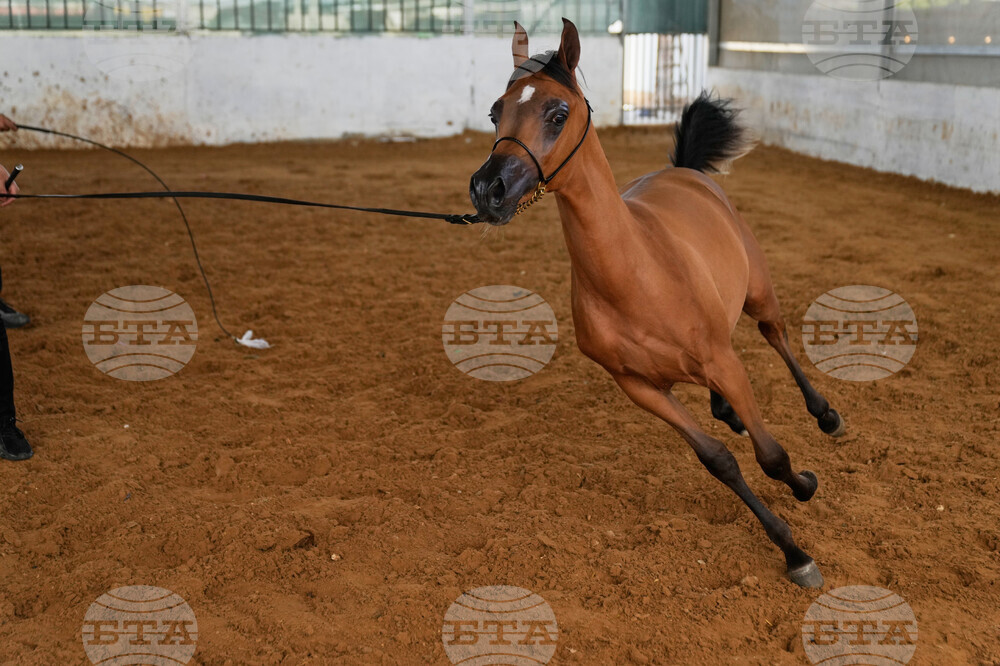 Israel Palestinians Arabian Horses