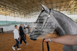 Israel Palestinians Arabian Horses