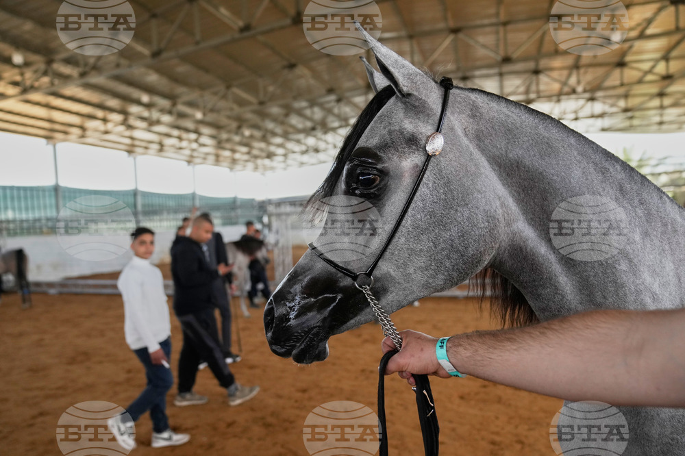 Israel Palestinians Arabian Horses