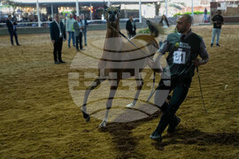 Israel Palestinians Arabian Horses