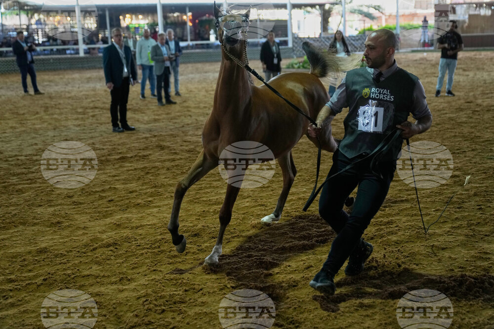 Israel Palestinians Arabian Horses