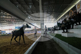 Israel Palestinians Arabian Horses