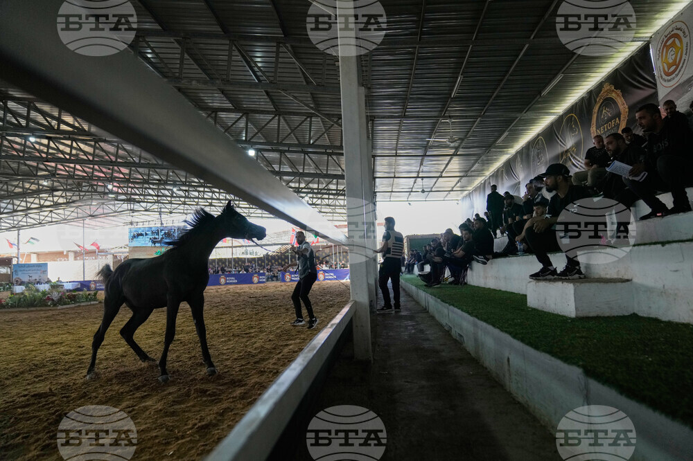 Israel Palestinians Arabian Horses