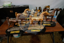 Israel Palestinians Arabian Horses