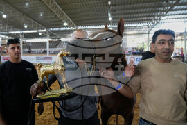 Israel Palestinians Arabian Horses