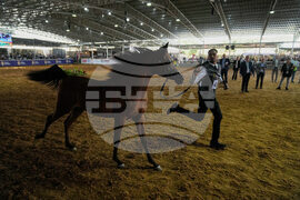 Israel Palestinians Arabian Horses