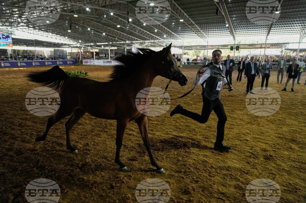 APTOPIX Israel Palestinians Arabian Horses