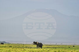 Kenya Elephant Whiskers