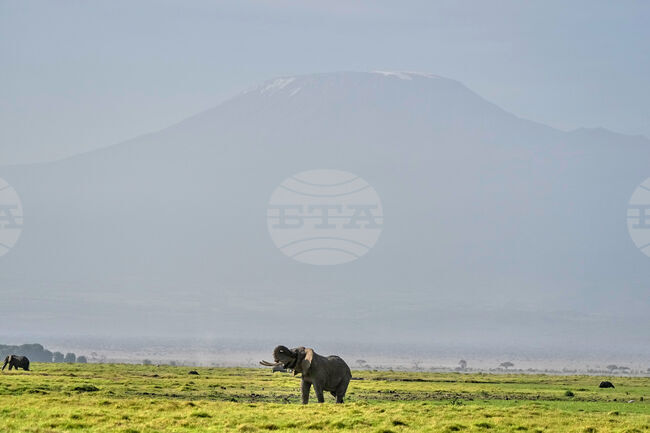 Kenya Elephant Whiskers