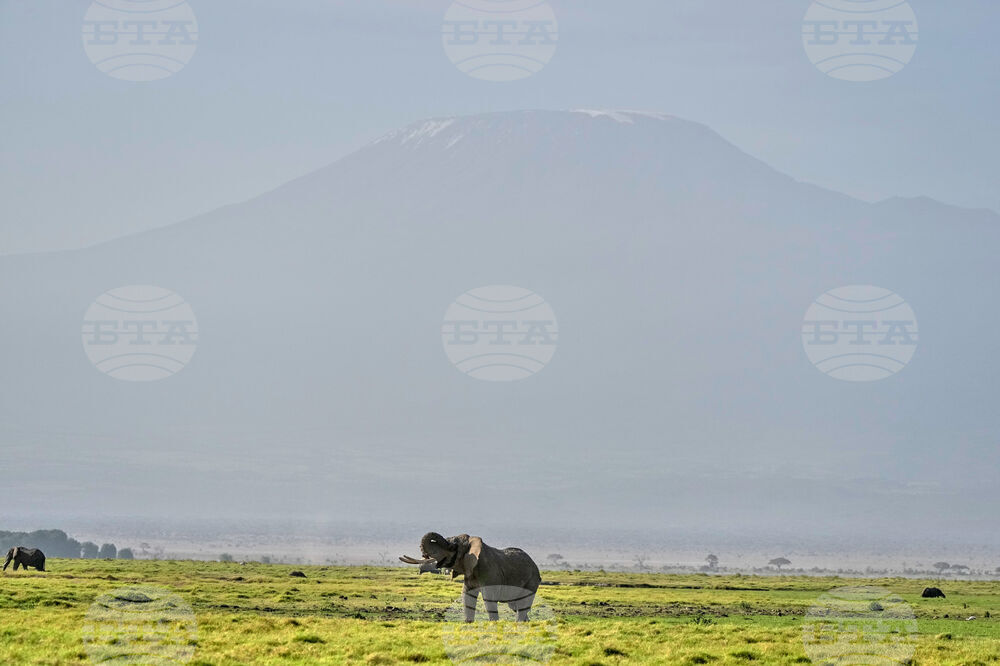 Kenya Elephant Whiskers