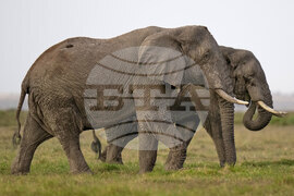 Kenya Elephant Whiskers