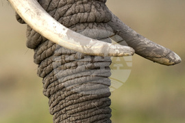 Kenya Elephant Whiskers