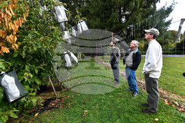 American Chestnut Rebirth